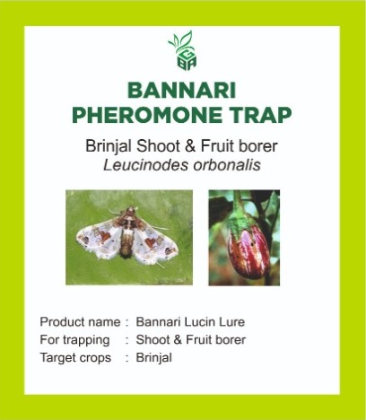 bannari pheromone trap - brinjal shoot & fruit borer