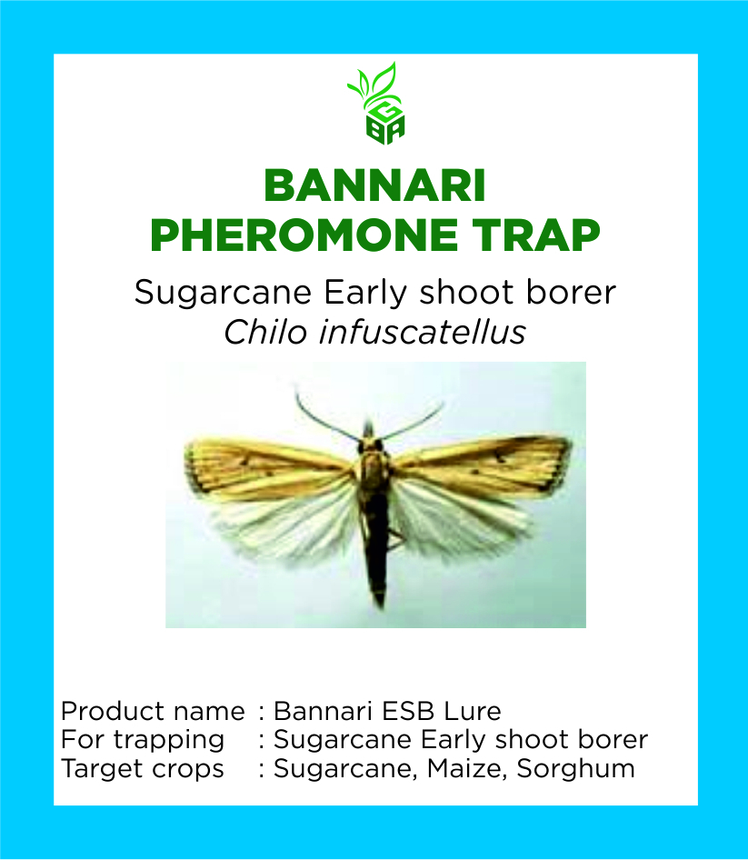 bannari pheromone trap - sugarcane early shoot borer