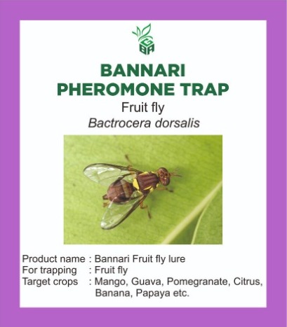 bannari pheromone trap - fruit fly