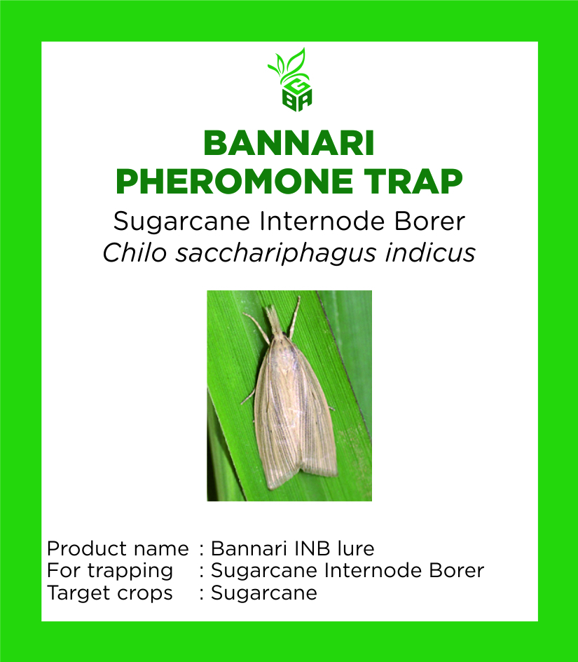 bannari pheromone trap - sugarcane internode borer